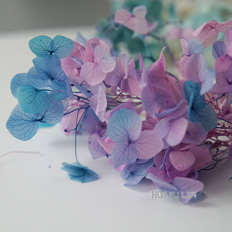 Dried Flower Bulk - ดอกไฮเดรนเยียไล่เฉดสีแบบอบแห้ง สำหรับงาน DIY ทำช่อดอกไม้ ตกแต่งแจกัน งานแต่งงาน
