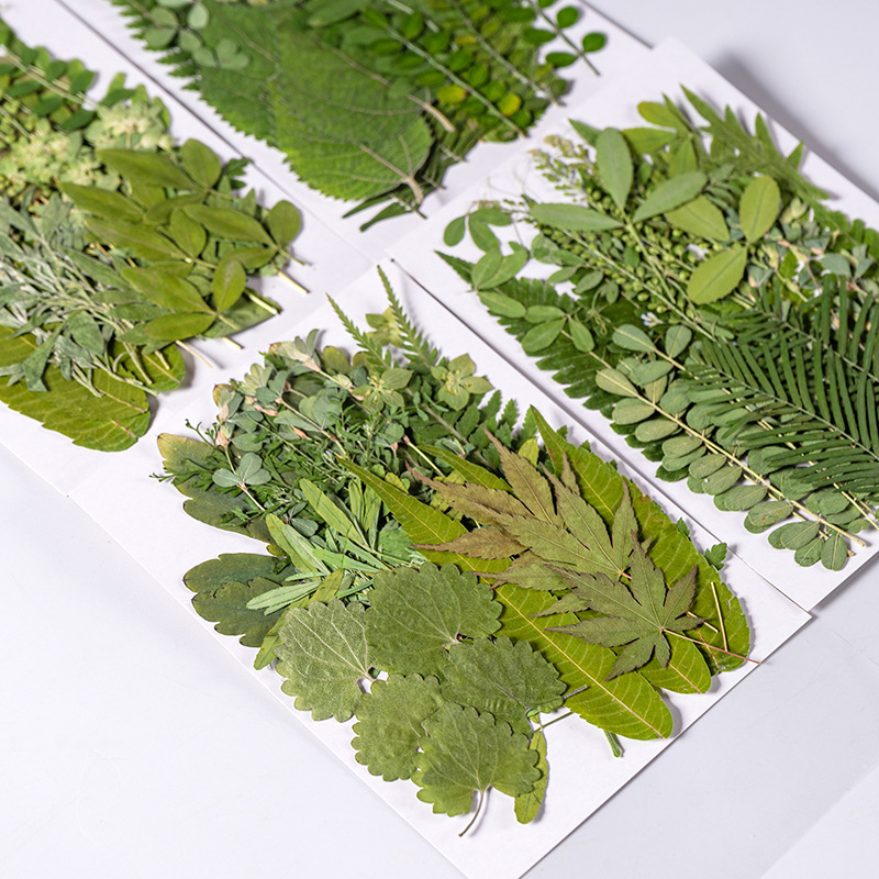 1 ชุด 35 ชิ้น Pressed ดอกไม้แห - Dried Flower Bulk บทวิจารณ์และราคา
