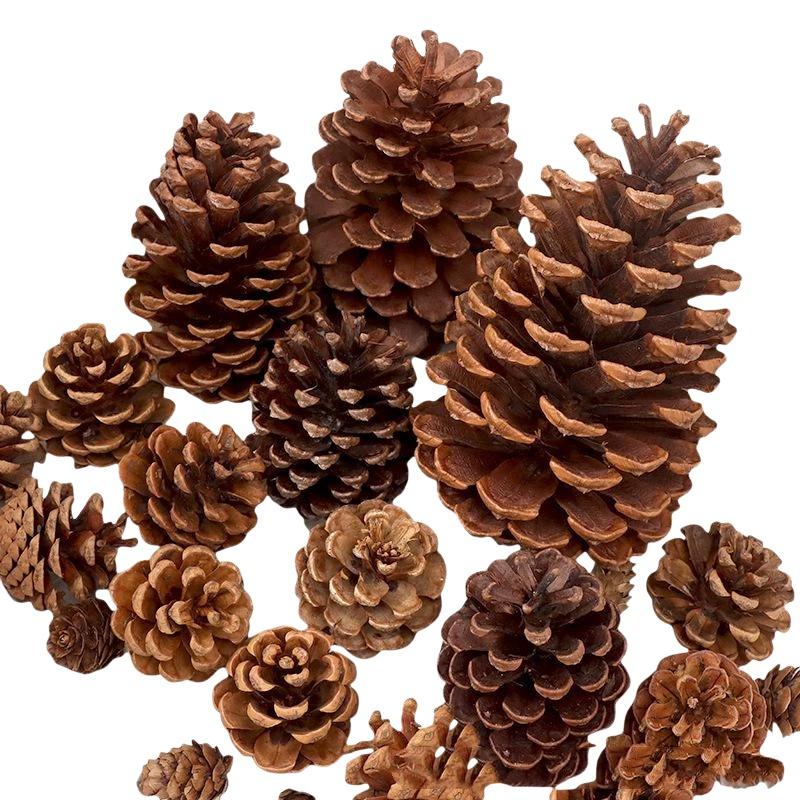 โคนสนแห้งธรรมชาติ 5/10/20 ชิ้น - Dried Flower Bulk บทวิจารณ์และราคา