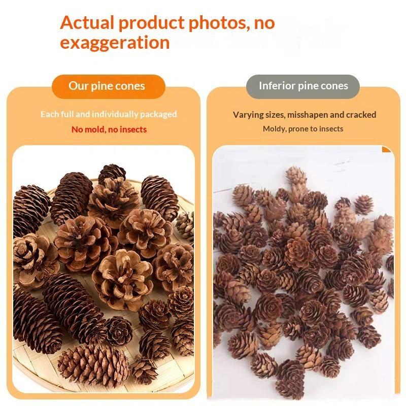 โคนสนแห้งธรรมชาติ 5/10/20 ชิ้น - Dried Flower Bulk บทวิจารณ์และราคา